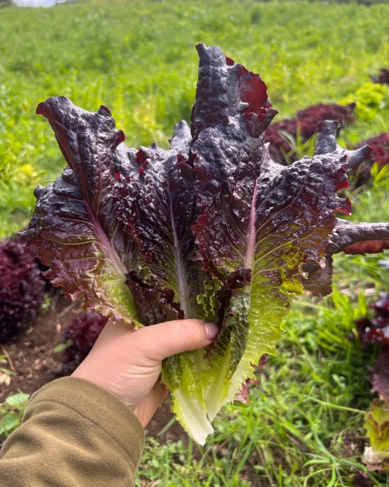 IG_3.2.2025_67c4eaa2d65420.79112707