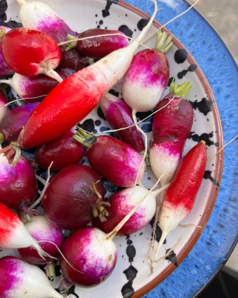 IG_3.2.2025_67c4eaa2d77f91.77319503